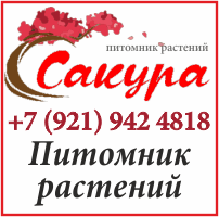 Сакура, питомник растений